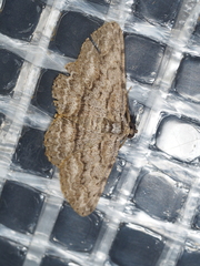 Didymoctenia exsuperata