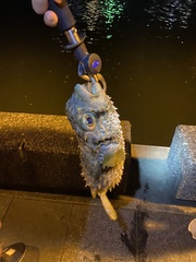 Dicotylichthys punctulatus