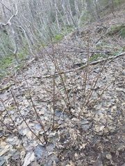 Rubus parviflorus