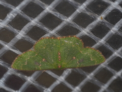 Eucyclodes metaspila