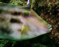 Meuschenia trachylepis