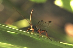Echthromorpha