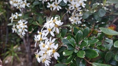 Olearia persoonioides
