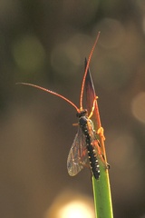 Echthromorpha