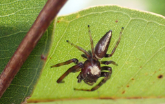 Opisthoncus polyphemus