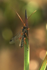Echthromorpha