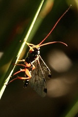 Echthromorpha