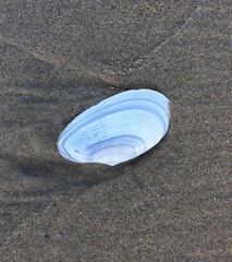 Megangulus bodegensis