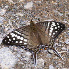 Marpesia merops