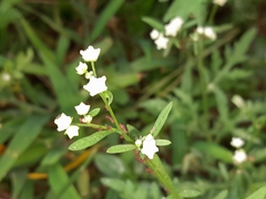 Parthenium hysterophorus