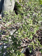 Painteria leptophylla