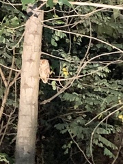 Otus semitorques