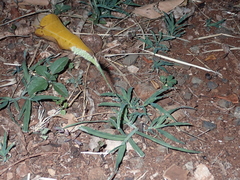 Tragus berteronianus