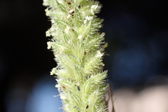 Tragus berteronianus