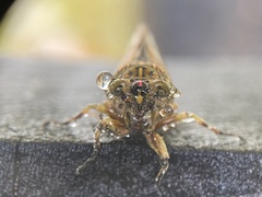 Cicadettina