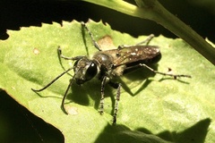 Sphecidae