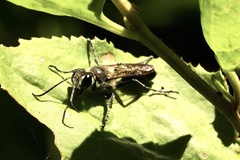 Sphecidae