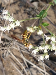 Poecilopompilus interruptus