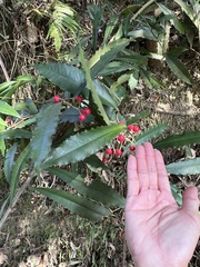 Ardisia cornudentata morrisonensis