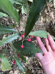 Ardisia cornudentata morrisonensis
