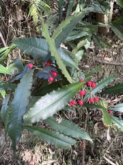 Ardisia cornudentata morrisonensis