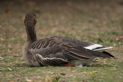 Anser albifrons albifrons