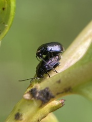 Pleuraltica cyanea