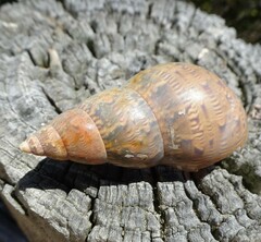 Phasianella australis
