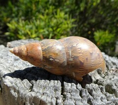 Phasianella australis