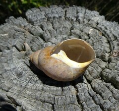 Phasianella australis