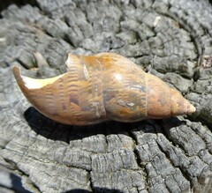 Phasianella australis