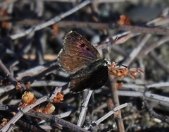 Lycaena boldenarum