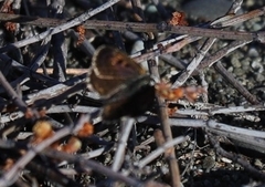 Lycaena boldenarum