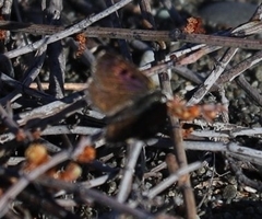 Lycaena boldenarum
