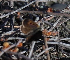 Lycaena boldenarum