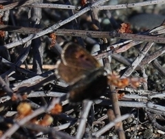 Lycaena boldenarum