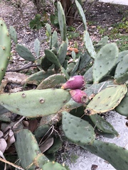 Opuntia stricta