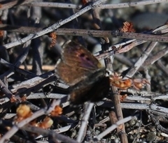 Lycaena boldenarum