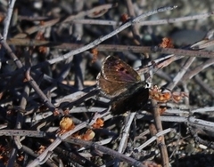 Lycaena boldenarum