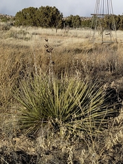 Yucca baileyi