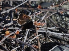 Lycaena boldenarum