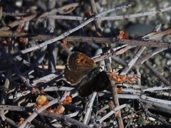 Lycaena boldenarum