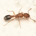 Bicolored Pennant Ant - Photo (c) wedgie_the_eagle, some rights reserved (CC BY-NC), uploaded by wedgie_the_eagle