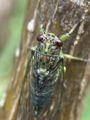 Amphipsalta zelandica