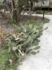 Opuntia stricta