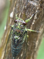 Amphipsalta zelandica