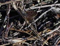Lycaena boldenarum