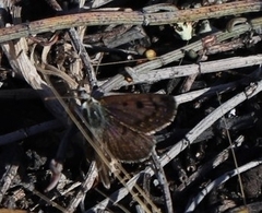 Lycaena boldenarum