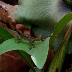 Anolis antonii