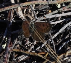 Lycaena boldenarum